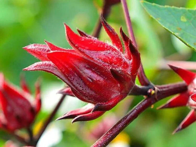 Close-up of fresh organic red hibiscus flower with green leaves outdoors
