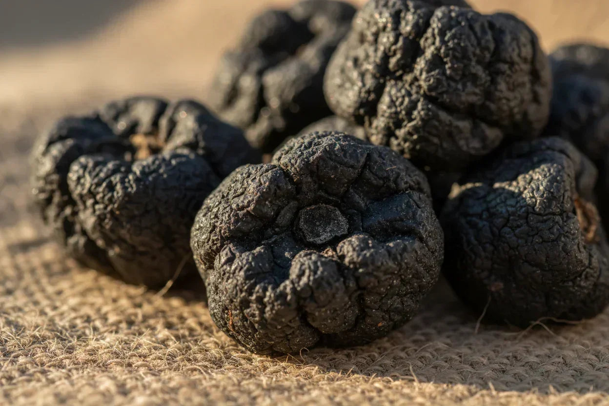 Fresh whole black truffles on burlap, gourmet mushrooms with rough texture